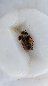 Bombus rufocinctus image