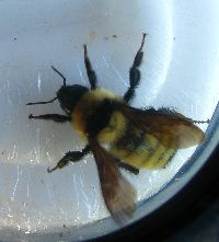 Bombus fervidus image