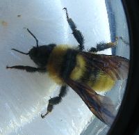 Bombus fervidus image