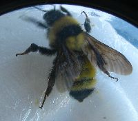 Bombus fervidus image