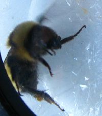 Bombus fervidus image