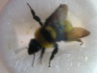 Bombus fervidus image