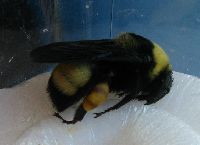 Bombus auricomus image