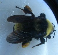 Bombus auricomus image