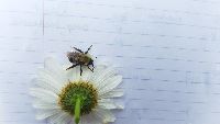 Bombus perplexus image