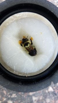 Bombus sandersoni image