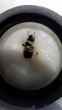 Bombus sandersoni image
