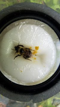 Bombus sandersoni image