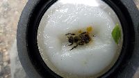 Bombus sandersoni image