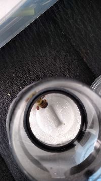 Bombus griseocollis image