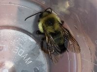 Bombus griseocollis image