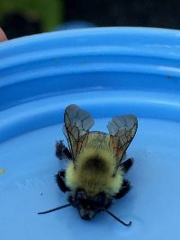 Bombus griseocollis image