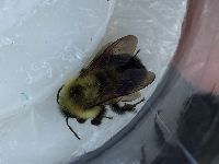 Bombus bimaculatus image