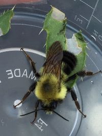 Bombus bimaculatus image