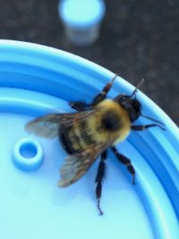 Bombus griseocollis image