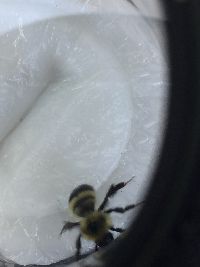 Bombus sandersoni image