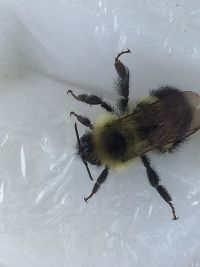 Bombus sandersoni image