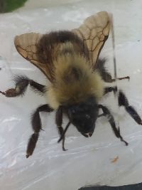 Bombus bimaculatus image