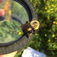 Bombus griseocollis image
