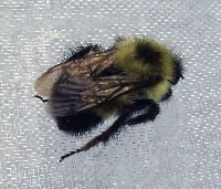 Bombus sandersoni image