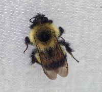 Bombus sandersoni image