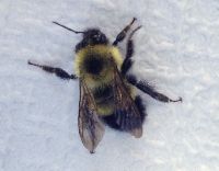 Bombus sandersoni image
