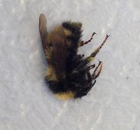 Bombus borealis image