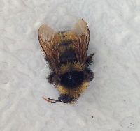 Bombus borealis image