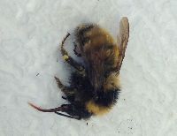 Bombus borealis image