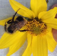 Bombus sandersoni image