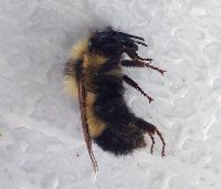 Bombus sandersoni image