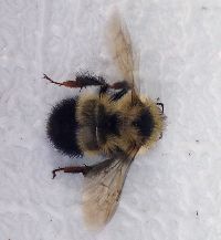 Bombus sandersoni image