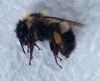 Bombus sandersoni image
