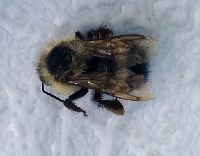 Bombus sandersoni image
