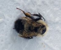 Bombus sandersoni image
