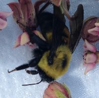 Bombus griseocollis image