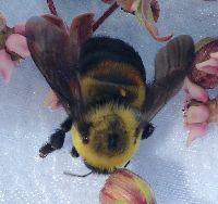 Bombus griseocollis image