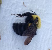 Bombus griseocollis image