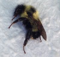 Bombus sandersoni image
