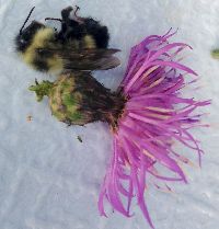 Bombus sandersoni image