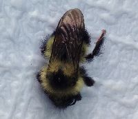 Bombus sandersoni image