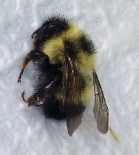 Bombus sandersoni image