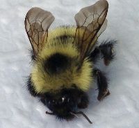 Bombus sandersoni image