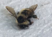 Bombus sandersoni image
