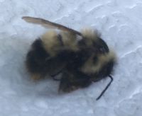 Bombus sandersoni image