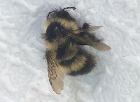 Bombus sandersoni image