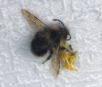 Bombus flavidus image