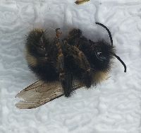 Bombus flavidus image