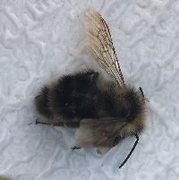 Bombus flavidus image