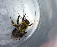 Bombus impatiens image